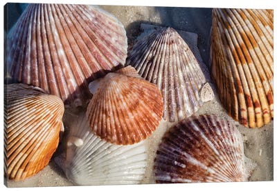 Seashells, Honeymoon Island State Park, Dunedin, Florida, USA Canvas Art Print