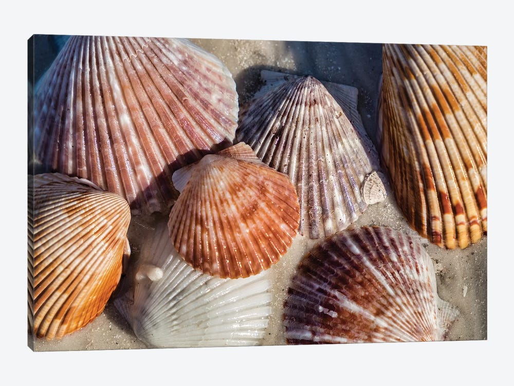 Seashells, Honeymoon Island State Park, Dunedin, Florida, USA by Lisa S. Engelbrecht 1-piece Canvas Art