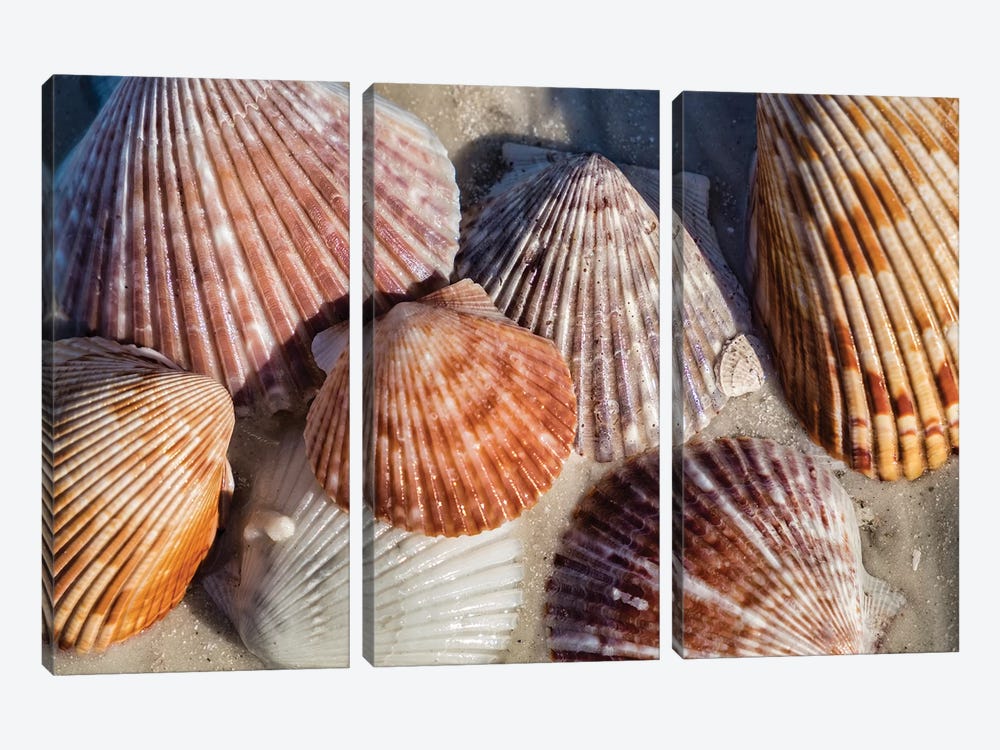 Seashells, Honeymoon Island State Park, Dunedin, Florida, USA by Lisa S. Engelbrecht 3-piece Canvas Art