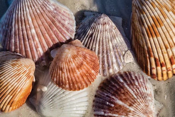 Lisa S. Engelbrecht: Seashells, Honeymoon Island State Park, Dunedin, Florida, USA by Lisa S. Engelbrecht
