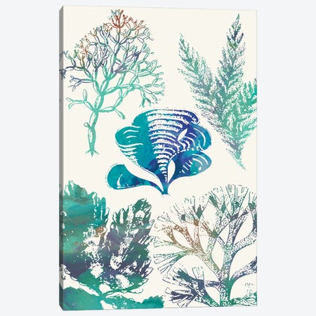 Aquatic Assemblage III Canvas Print #LER117} by Sharon Chandler Canvas Print