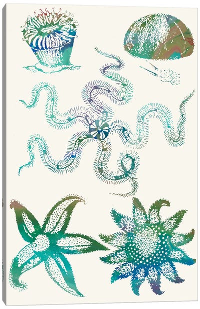 Aquatic Assemblage VII Canvas Art Print - Squid