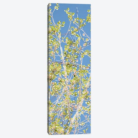 Spring Poplars II Canvas Print #LER14} by Sharon Chandler Canvas Wall Art