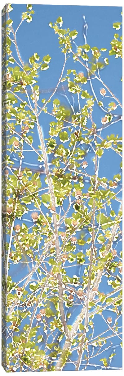 Spring Poplars II Canvas Art Print - Poplar Tree Art