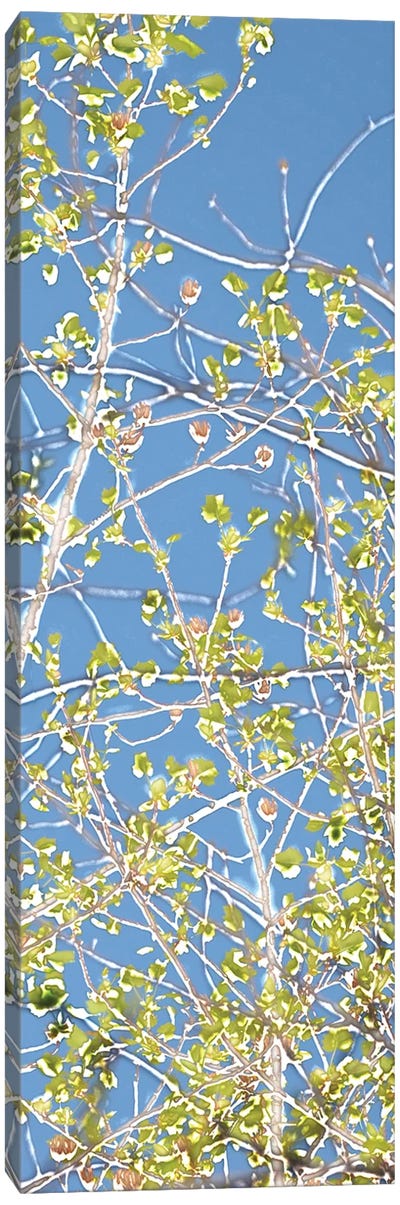 Spring Poplars III Canvas Art Print - Poplar Tree Art