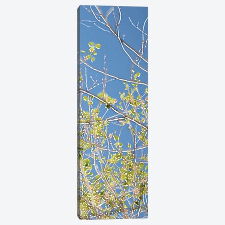 Spring Poplars IV Canvas Print #LER16} by Sharon Chandler Canvas Artwork