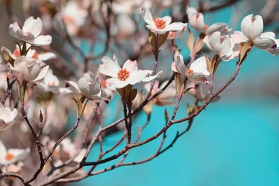 Dogwood Spring III by Sharon Chandler art print