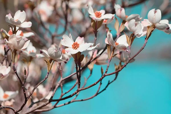 Sharon Chandler: Dogwood Spring III by Sharon Chandler