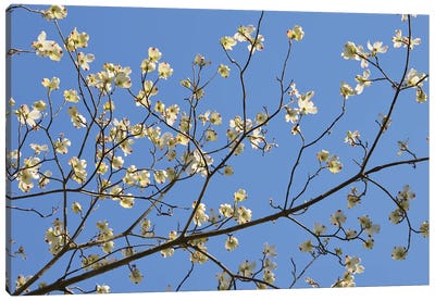 Petals & Sky I Canvas Art Print - Almond Blossoms