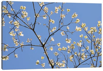 Petals & Sky II Canvas Art Print - Almond Blossoms