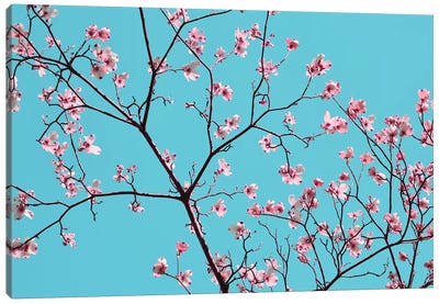Petals & Sky IV Canvas Art Print - Blossom Art