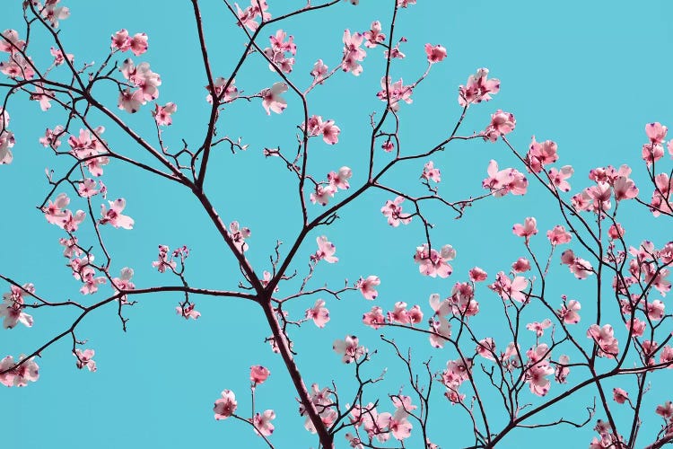 Petals & Sky IV by Sharon Chandler wall art
