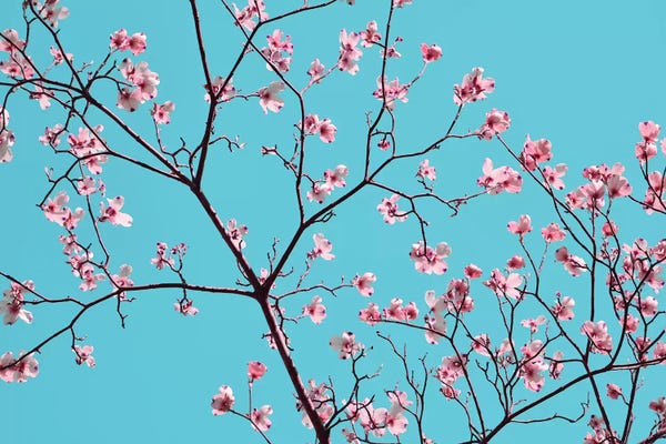 Sharon Chandler: Petals & Sky IV by Sharon Chandler