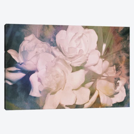 Blush Gardenia Beauty I Canvas Print #LER82} by Sharon Chandler Canvas Art