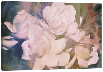Blush Gardenia Beauty I Canvas Art Print
