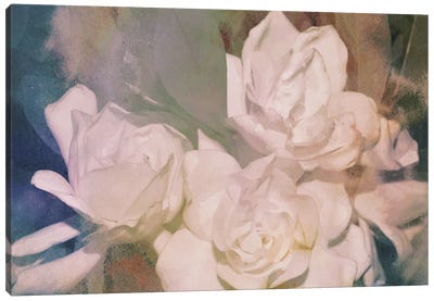 Blush Gardenia Beauty II Canvas Art Print - Sharon Chandler