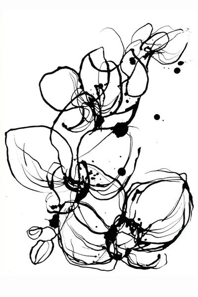 Black & White Florals: Orchids by Lesia Binkin