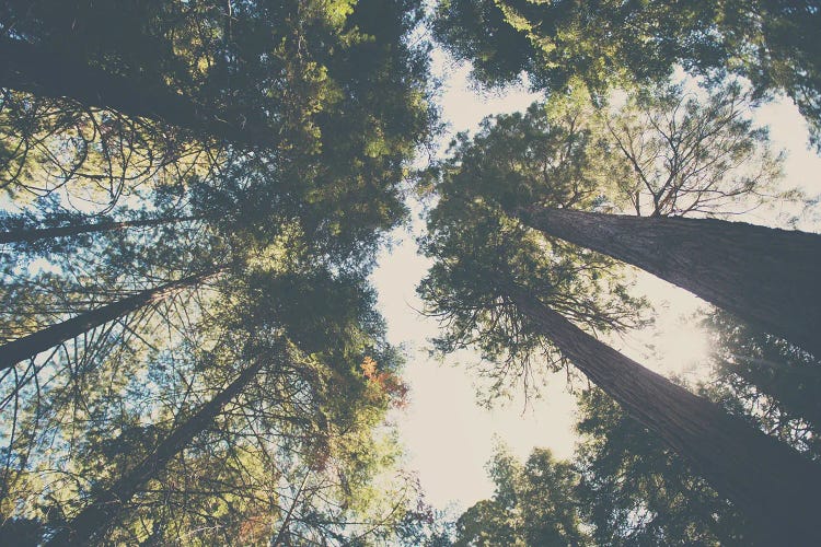 Looking Up Into The Leaves Of The Sequoia National Forest