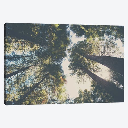 Looking Up Into The Leaves Of The Sequoia National Forest Canvas Print #LEV110} by Laura Evans Canvas Art Print