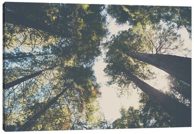 Looking Up Into The Leaves Of The Sequoia National Forest Canvas Art Print - Vintage Styled Photography