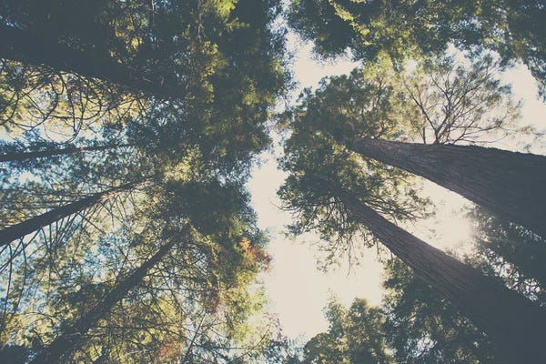 Inspirational Office: Looking Up Into The Leaves Of The Sequoia National Forest by Laura Evans