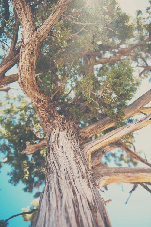 Looking Up Through The Leaves Of The Juniper Tree