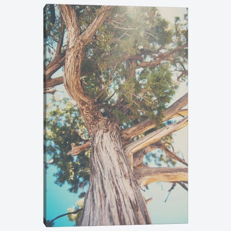 Looking Up Through The Leaves Of The Juniper Tree Canvas Print #LEV111} by Laura Evans Canvas Art Print