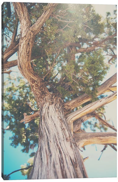 Looking Up Through The Leaves Of The Juniper Tree Canvas Art Print - Laura Evans