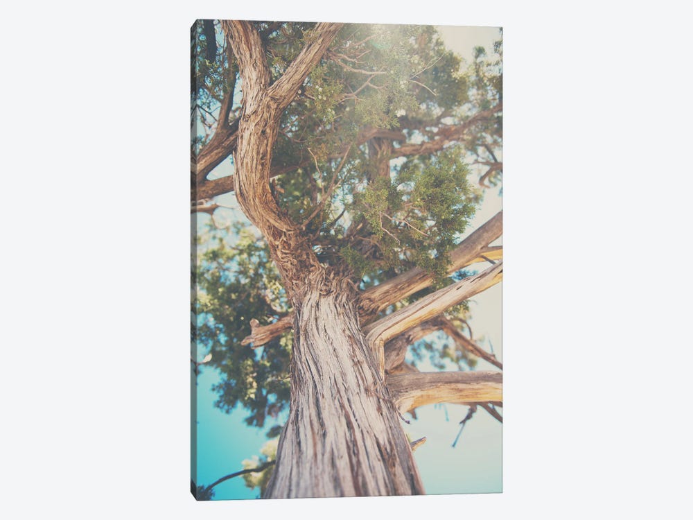 Looking Up Through The Leaves Of The Juniper Tree by Laura Evans 1-piece Canvas Art Print