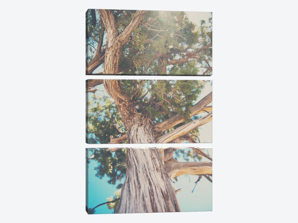 Looking Up Through The Leaves Of The Juniper Tree by Laura Evans 3-piece Art Print