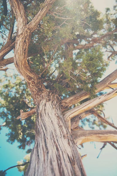 Utah: Looking Up Through The Leaves Of The Juniper Tree by Laura Evans