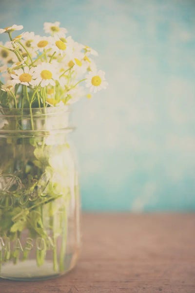 Daisies: A Little Jar Of Sunshine by Laura Evans