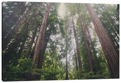 Muir Woods Canvas Art Print - Redwood Tree Art