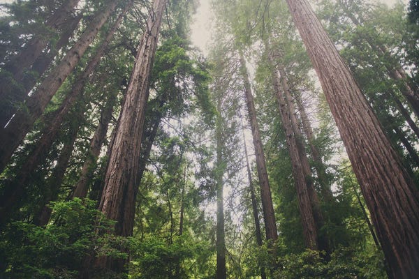 Redwood Trees: Muir Woods by Laura Evans