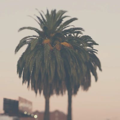 A Palm Tree At Sunset by Laura Evans framed canvas print