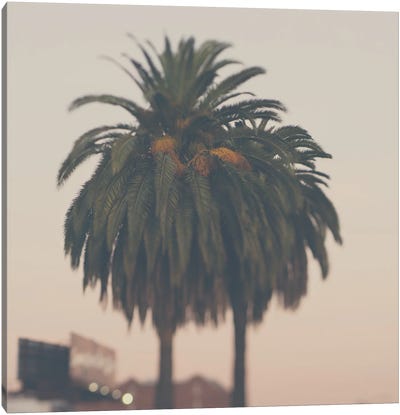 A Palm Tree At Sunset Canvas Art Print - Laura Evans