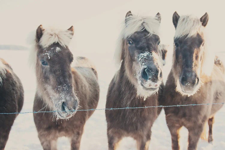 Ponies In The Snow