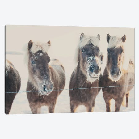 Ponies In The Snow Canvas Print #LEV141} by Laura Evans Canvas Artwork