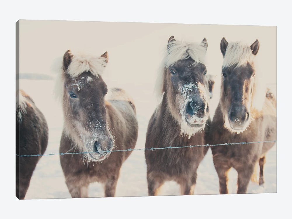 Ponies In The Snow by Laura Evans 1-piece Canvas Artwork