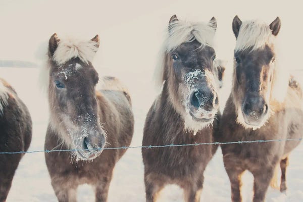 Snow: Ponies In The Snow by Laura Evans