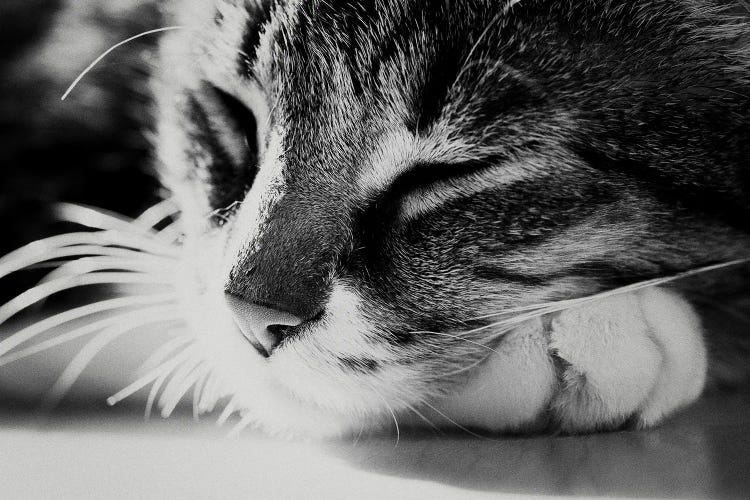 A Black And White Portrait Of A Cat