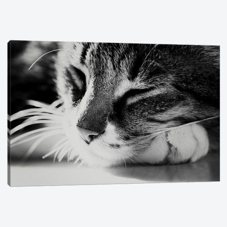 A Black And White Portrait Of A Cat Canvas Print #LEV143} by Laura Evans Canvas Art