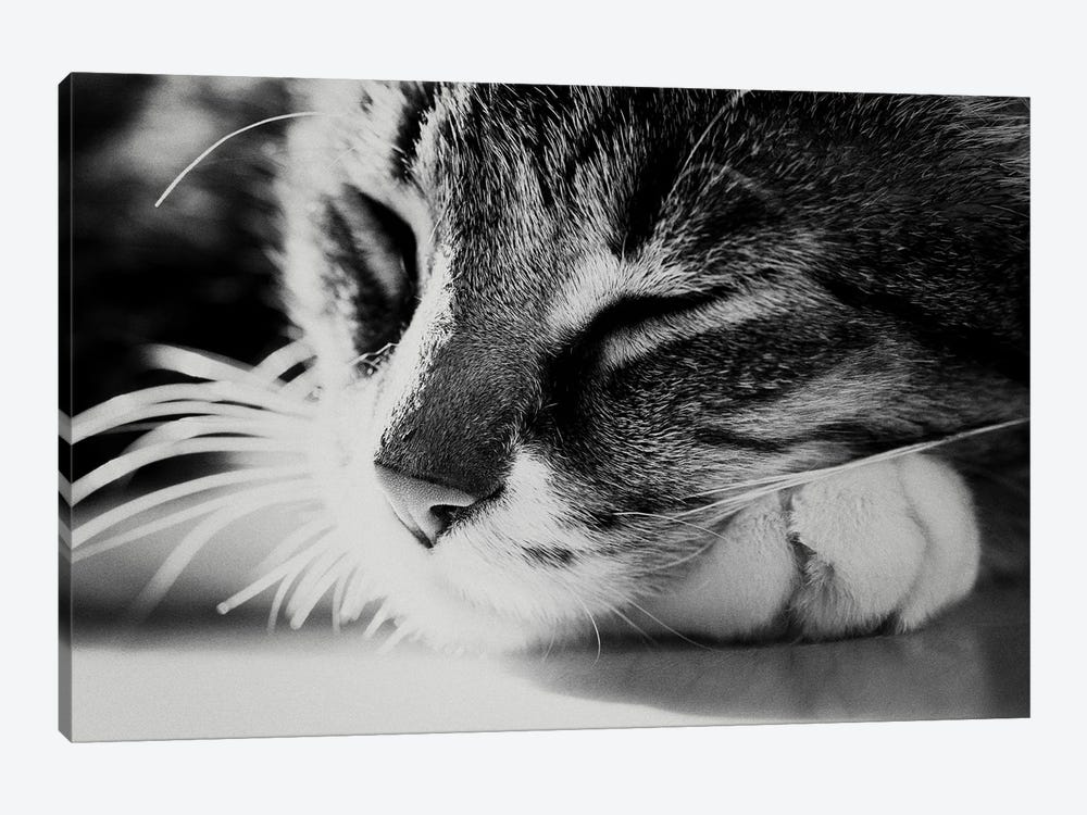 A Black And White Portrait Of A Cat by Laura Evans 1-piece Canvas Art