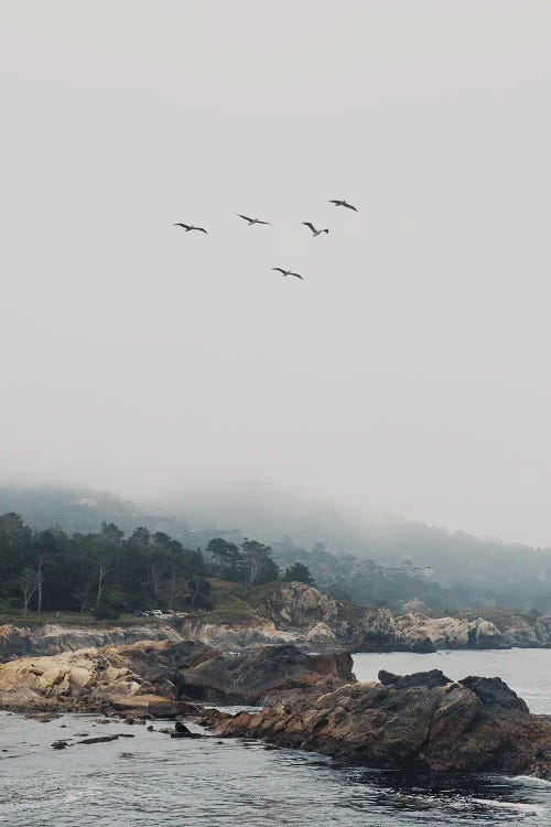 Point Lobos With Birds In Flight