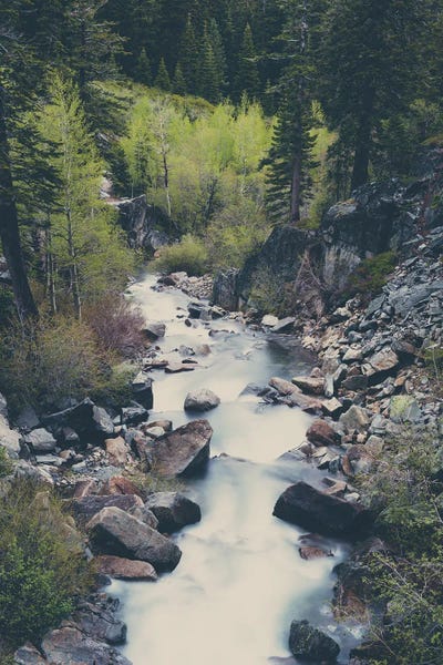 Lake Tahoe: A Mountain River Weaves Through The Trees High Above Lake Tahoe by Laura Evans