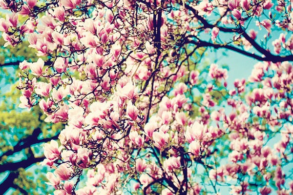 Cherry Blossoms: Sunshine And Love by Laura Evans