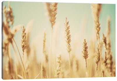 The Wheat Field Canvas Art Print - Vintage Styled Photography