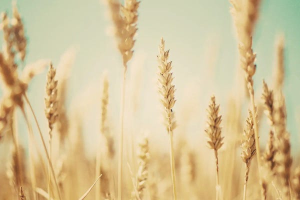 Inspirational Office: The Wheat Field by Laura Evans