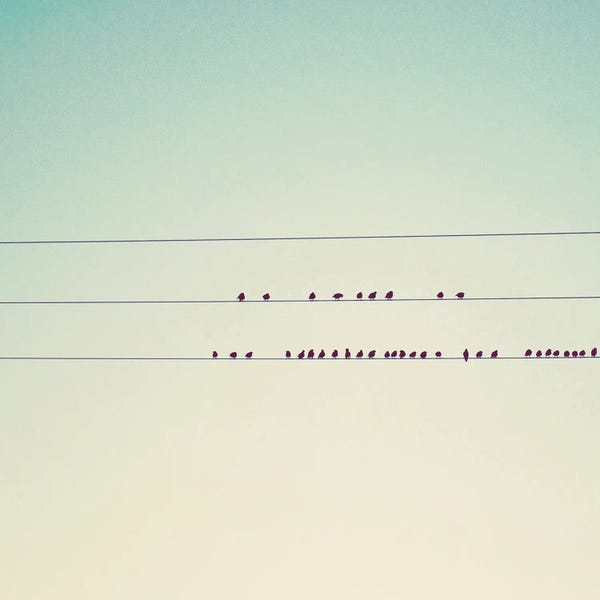 Less Is More: Thirty-Seven Little Birds Sitting In A Row by Laura Evans
