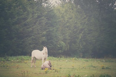 Two Horses In A Field by Laura Evans canvas print